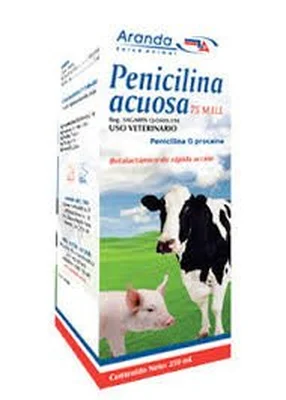 Penicilina acuosa